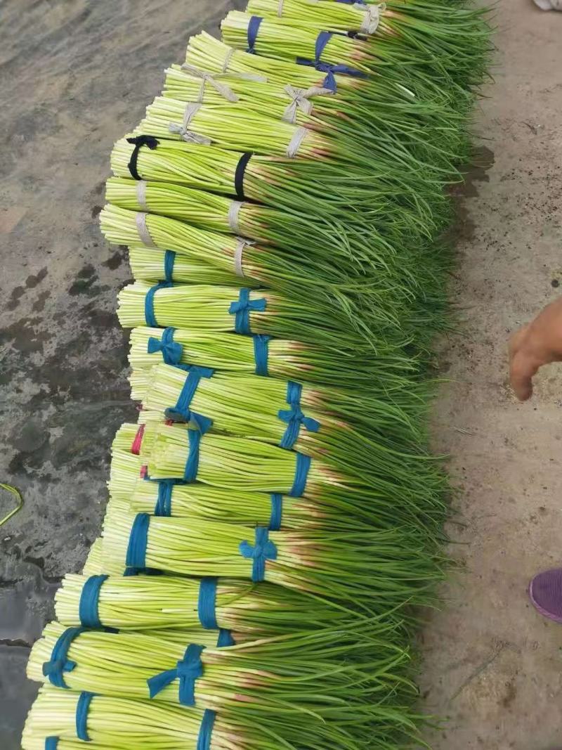 蒜苔河南红帽蒜苔商超社团供货冷库直发代收代发全国