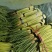 蒜苔河南红帽蒜苔商超社团供货冷库直发代收代发全国