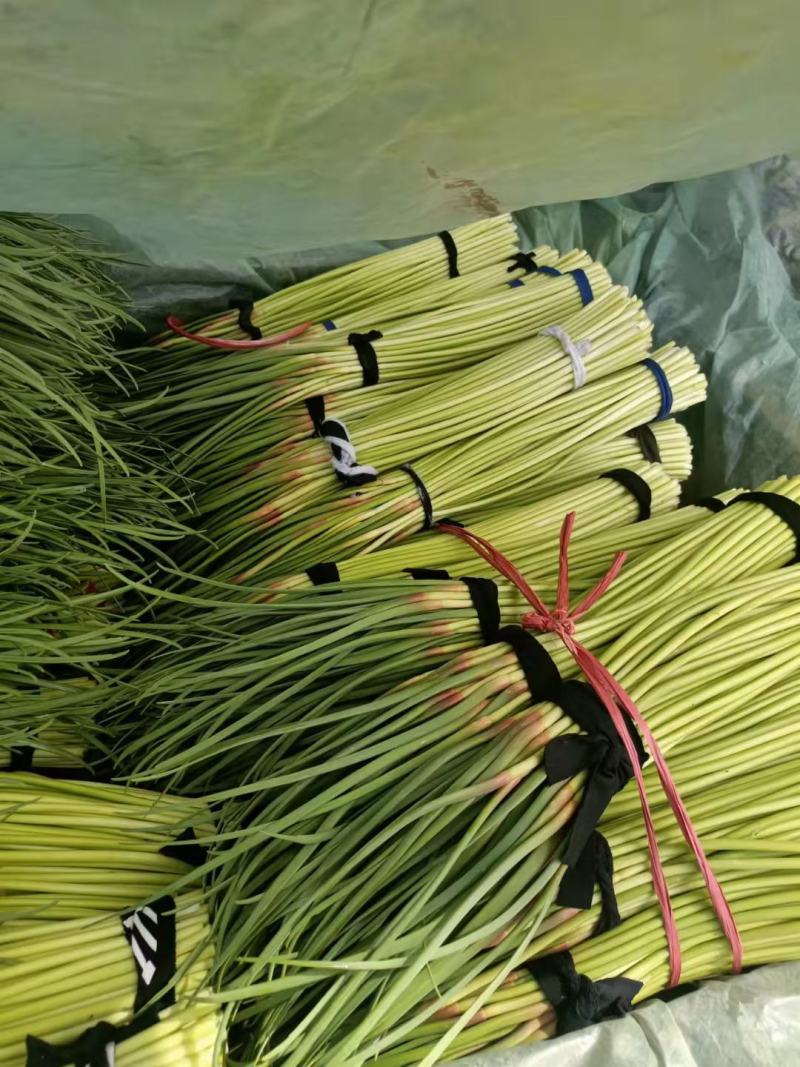 蒜苔河南红帽蒜苔商超社团供货冷库直发代收代发全国
