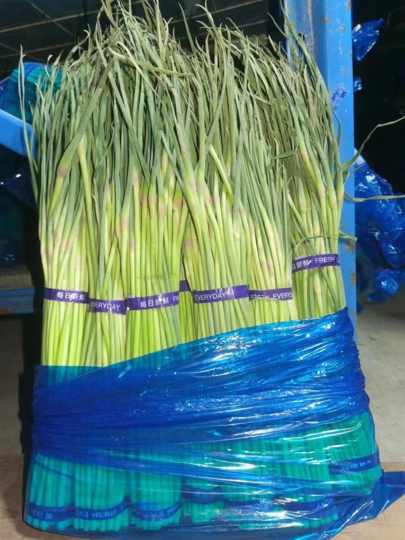 蒜苔河南红帽蒜苔商超社团供货冷库直发代收代发全国