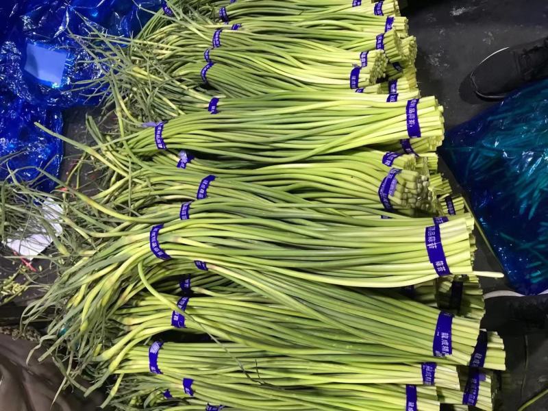 蒜苔河南红帽蒜苔商超社团供货冷库直发代收代发全国