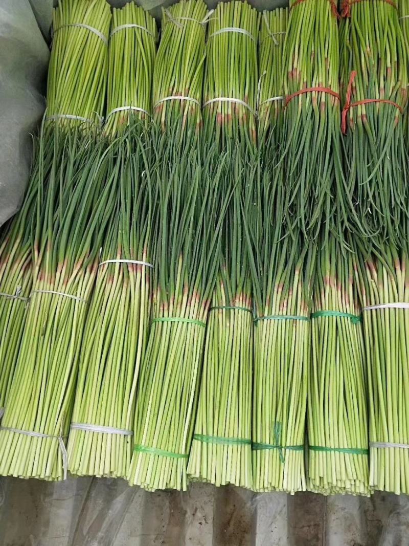 蒜苔河南红帽蒜苔商超社团供货冷库直发代收代发全国