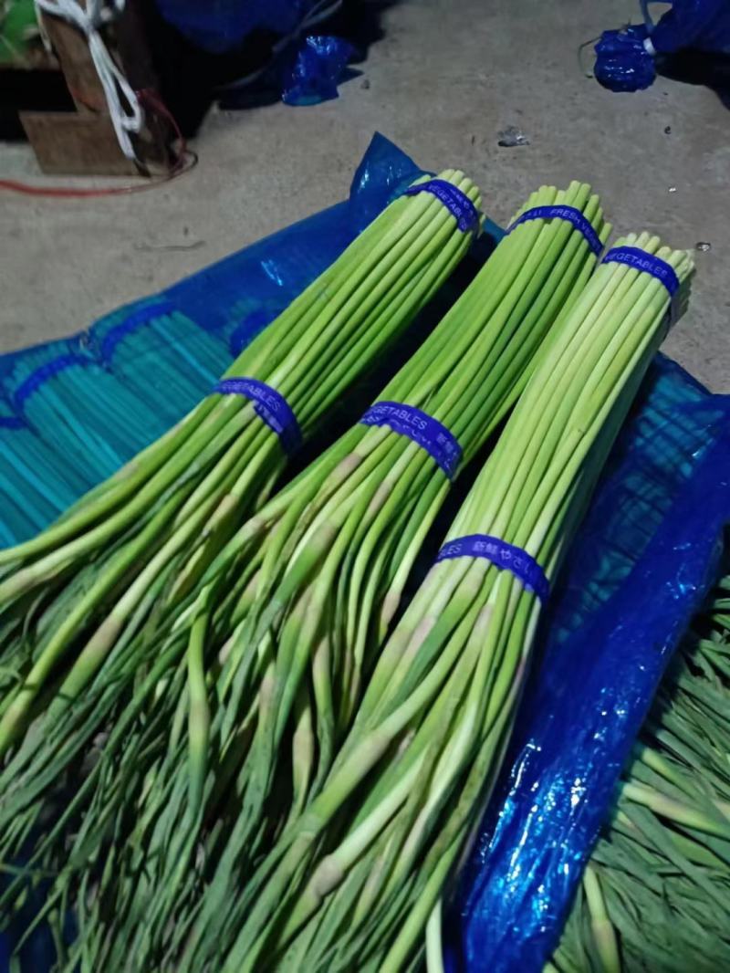 蒜苔河南红帽蒜苔商超社团供货冷库直发代收代发全国