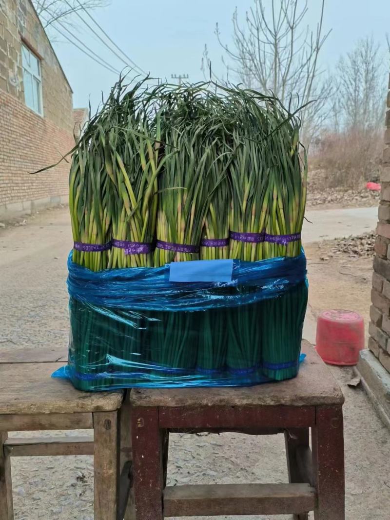蒜苔河南红帽蒜苔商超社团供货冷库直发代收代发全国