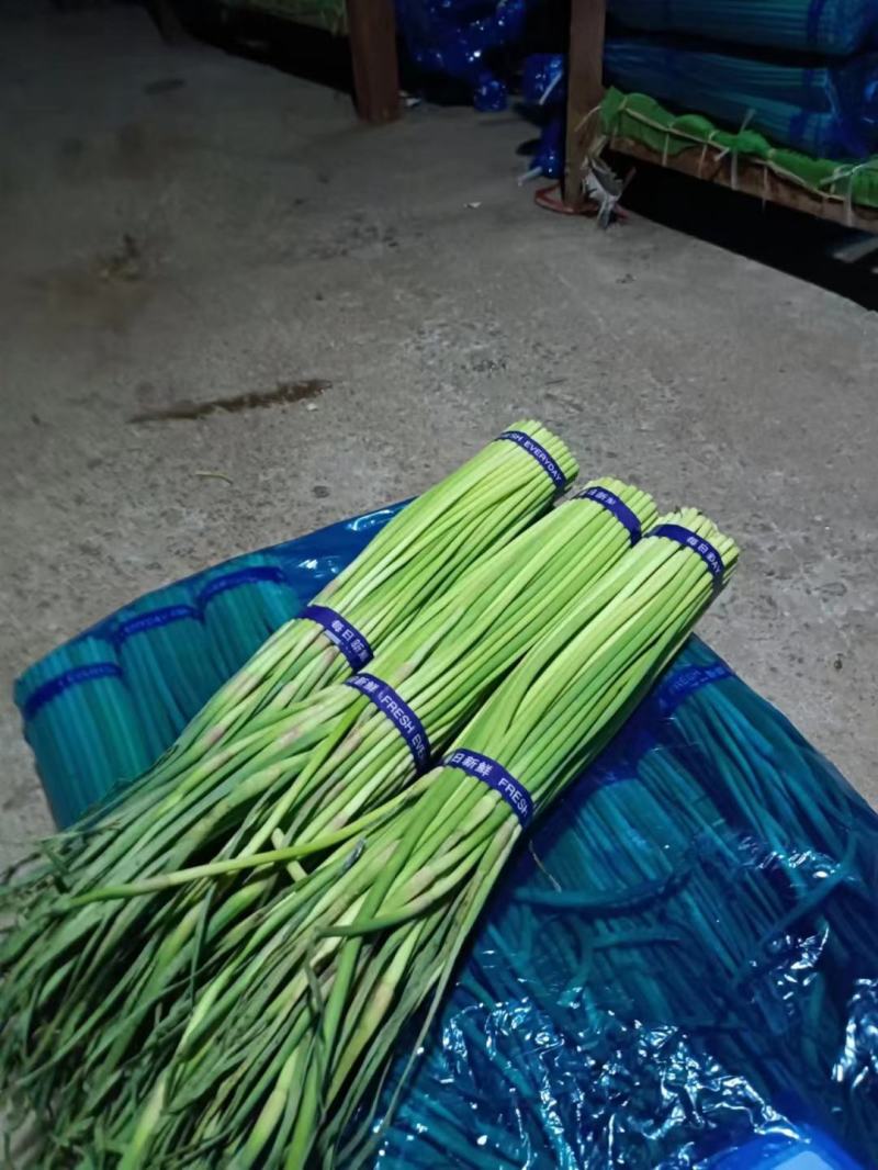蒜苔河南红帽蒜苔商超社团供货冷库直发代收代发全国