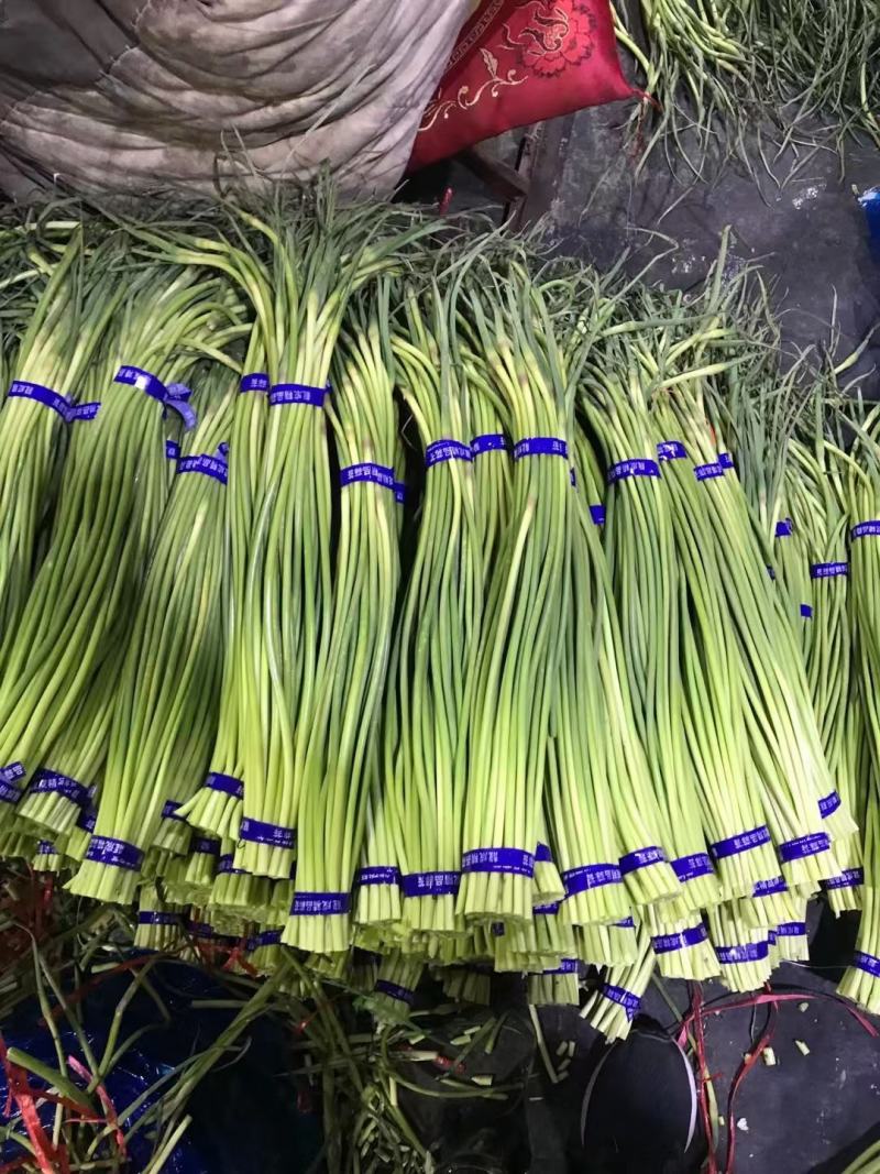 蒜苔河南红帽蒜苔商超社团供货冷库直发代收代发全国