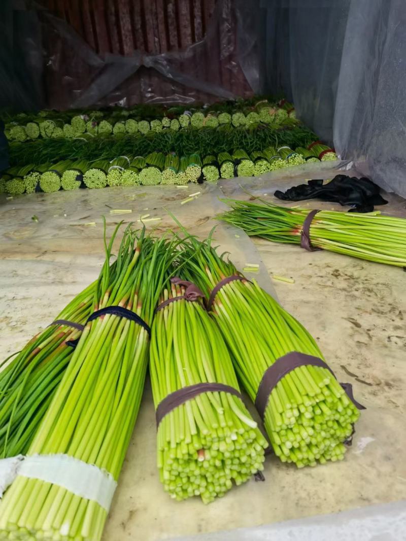蒜苔河南红帽蒜苔商超社团供货冷库直发代收代发全国