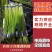 蒜苔河南红帽蒜苔商超社团供货冷库直发代收代发全国