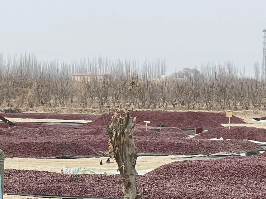 新疆红枣丰收场景图,展示骏枣与灰枣在田间地头的采摘与晾晒过程 新疆红枣丰收场景图