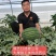 红娃娃3号大果甜王抗病性强囗感好含糖量高耐裂果20斤以上