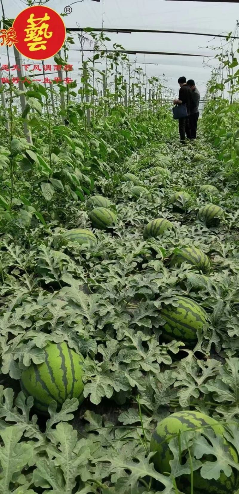 红娃娃3号大果甜王抗病性强囗感好含糖量高耐裂果20斤以上