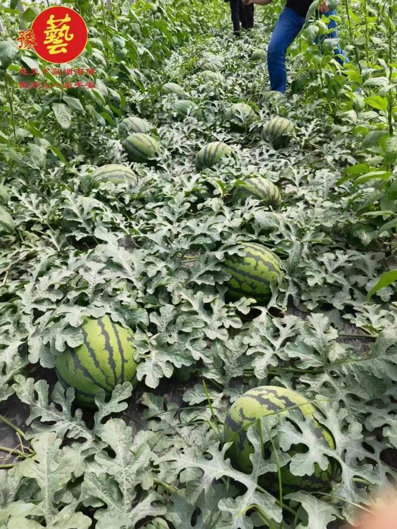 红娃娃3号大果甜王抗病性强囗感好含糖量高耐裂果20斤以上