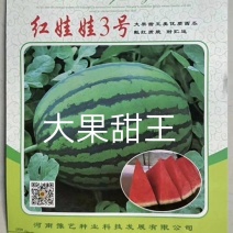 红娃娃3号大果甜王抗病性强囗感好含糖量高耐裂果20斤以上