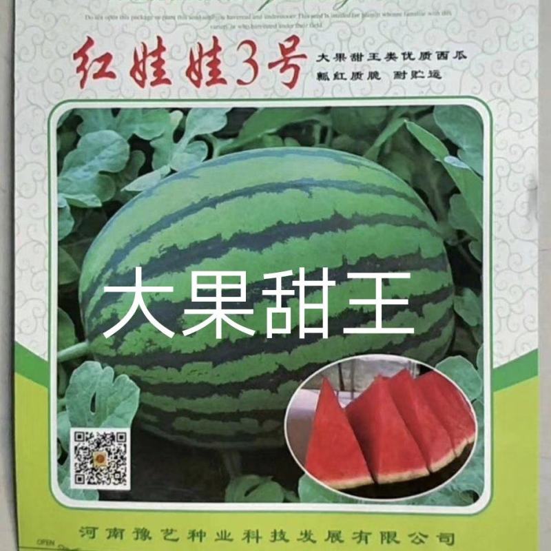 红娃娃3号大果甜王抗病性强囗感好含糖量高耐裂果20斤以上