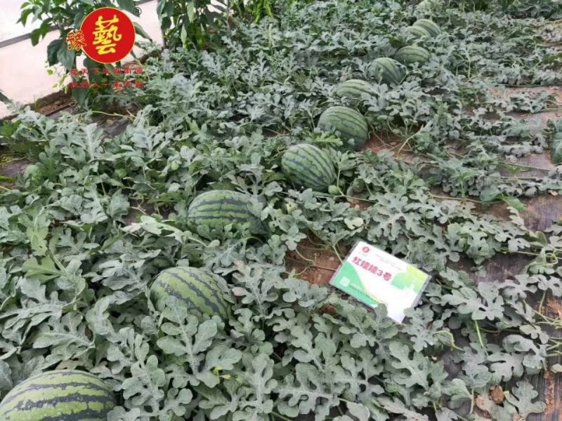 红娃娃3号大果甜王抗病性强囗感好含糖量高耐裂果20斤以上