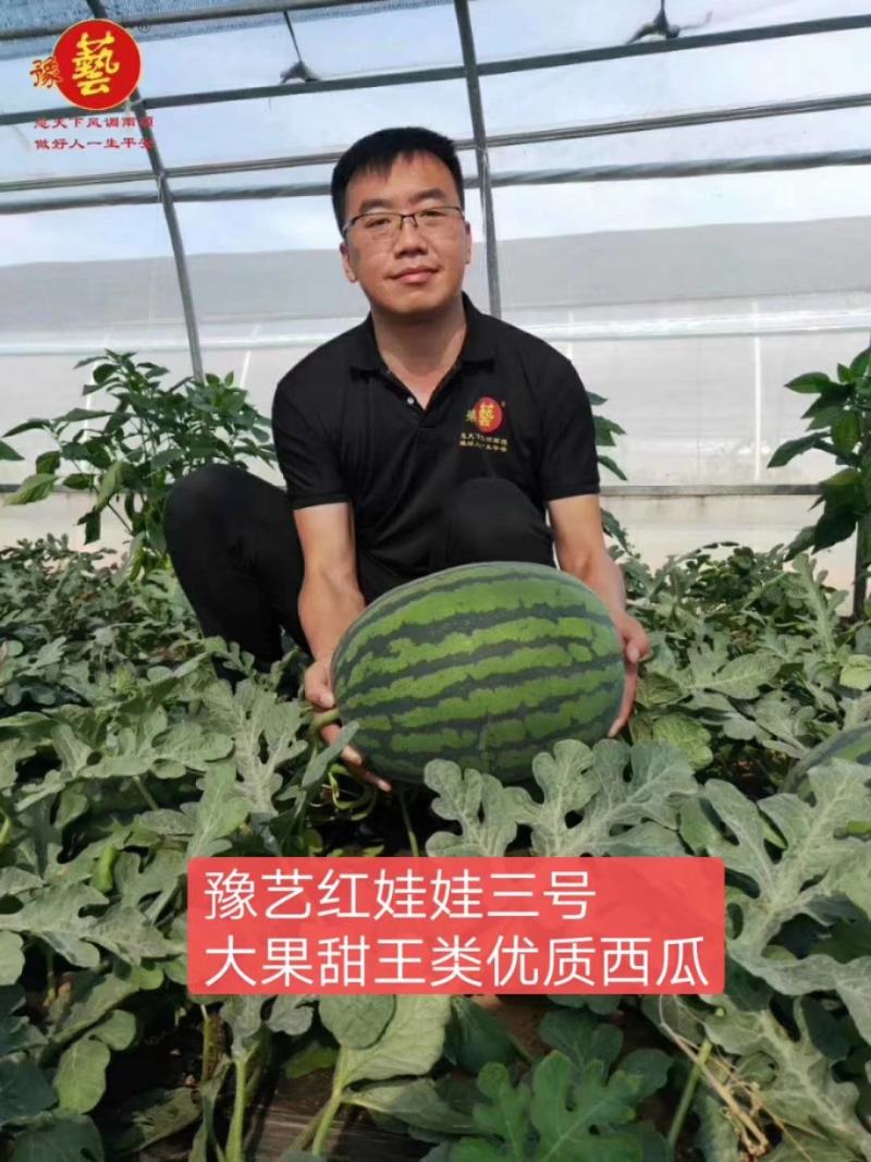红娃娃3号大果甜王抗病性强囗感好含糖量高耐裂果20斤以上