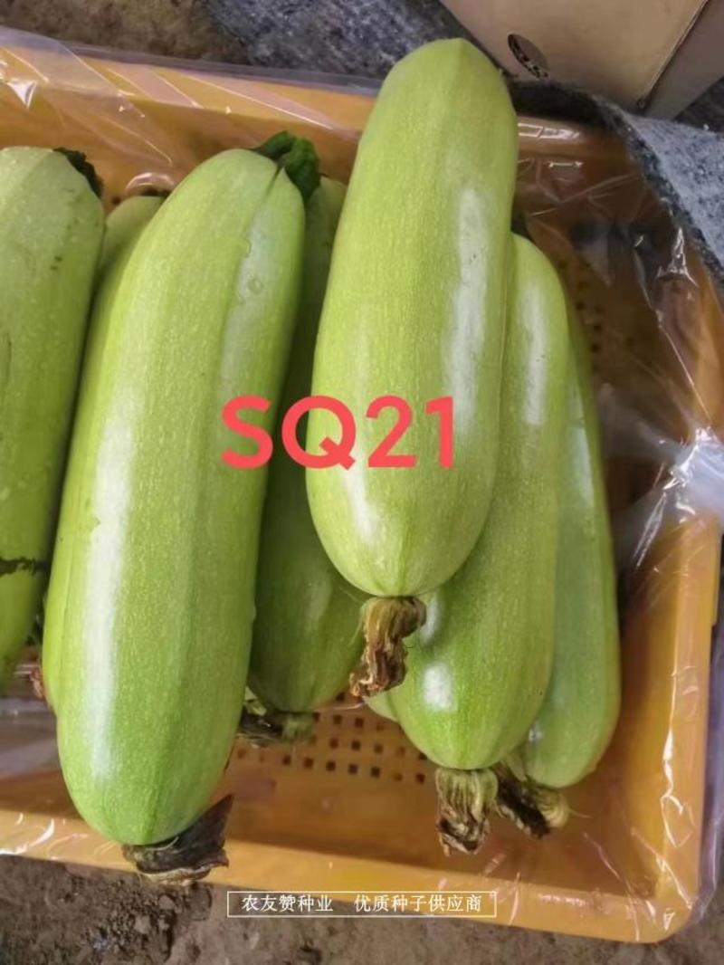 绿亨西葫芦种子耐热耐病毒瓜色翠绿高温不易变白SQ21