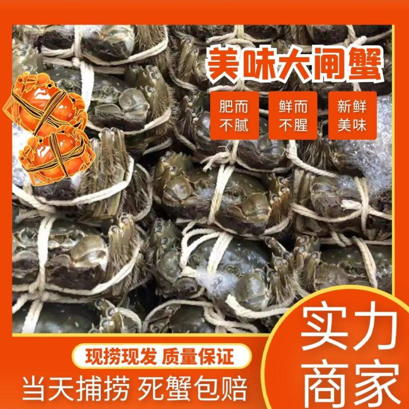 螃蟹湖北精品大闸蟹规格可选一手货源全国发货可混批