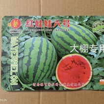 红娃娃六号甜王西瓜种子口感好含糖量高墨绿条带耐低温20斤