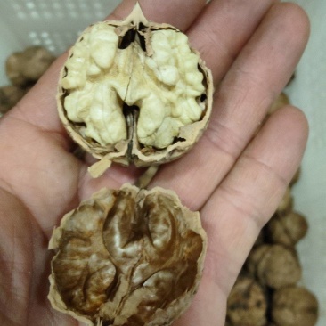 云南薄皮核桃农户自家老树核桃