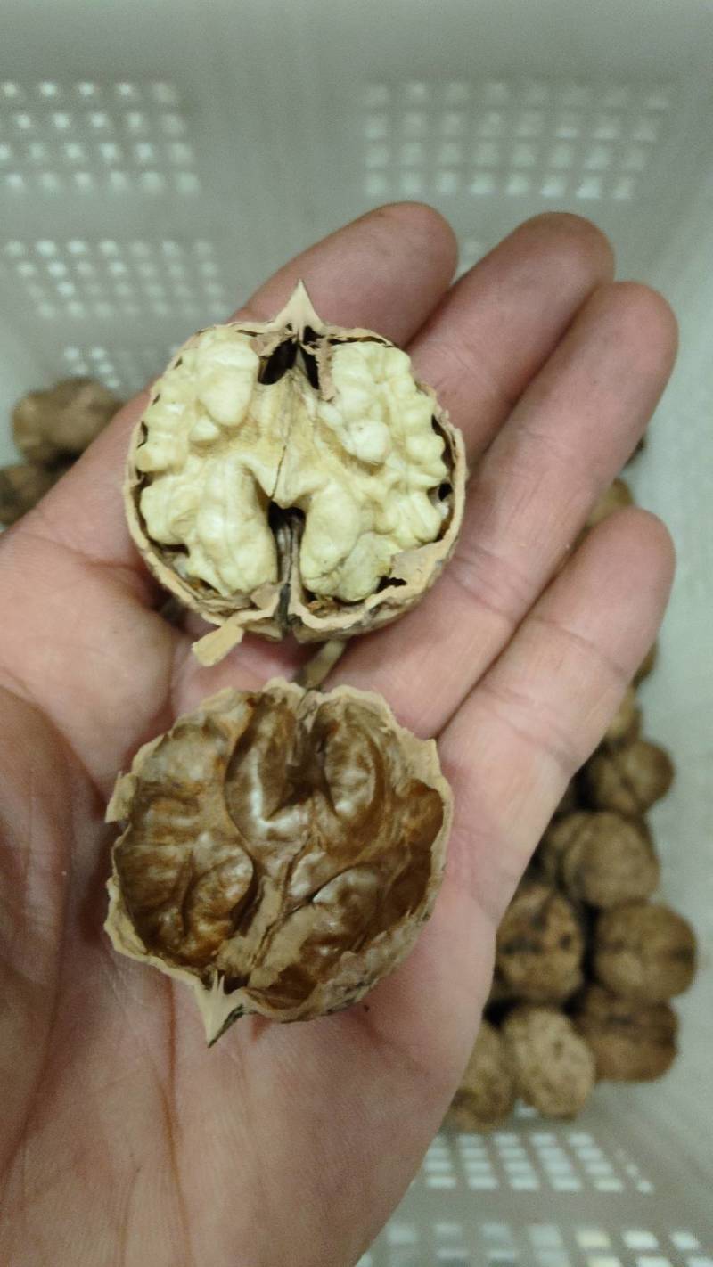 云南薄皮核桃农户自家老树核桃