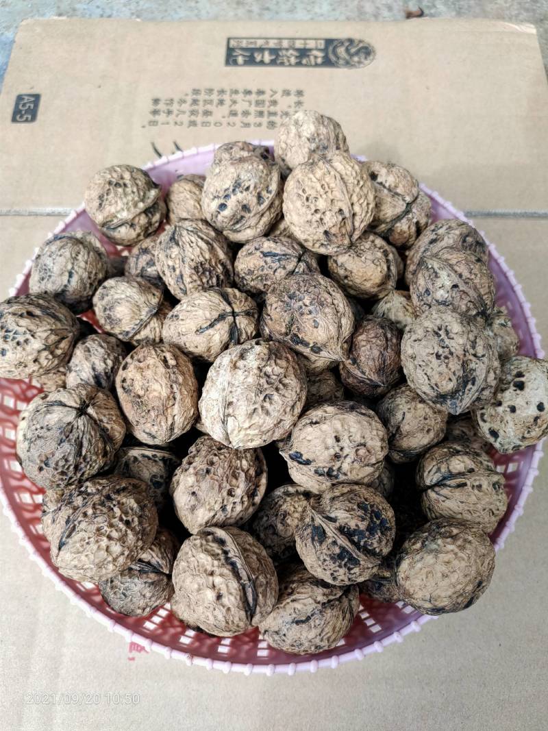 云南薄皮核桃农户自家老树核桃