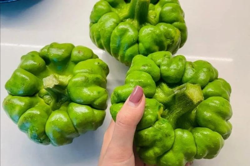 云南特产姜柄瓜种子早熟嫩南瓜柿饼状姜饼南瓜种籽特色品种
