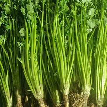 优质铁杆香菜，产地直发