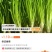 优质铁杆香菜，产地直发