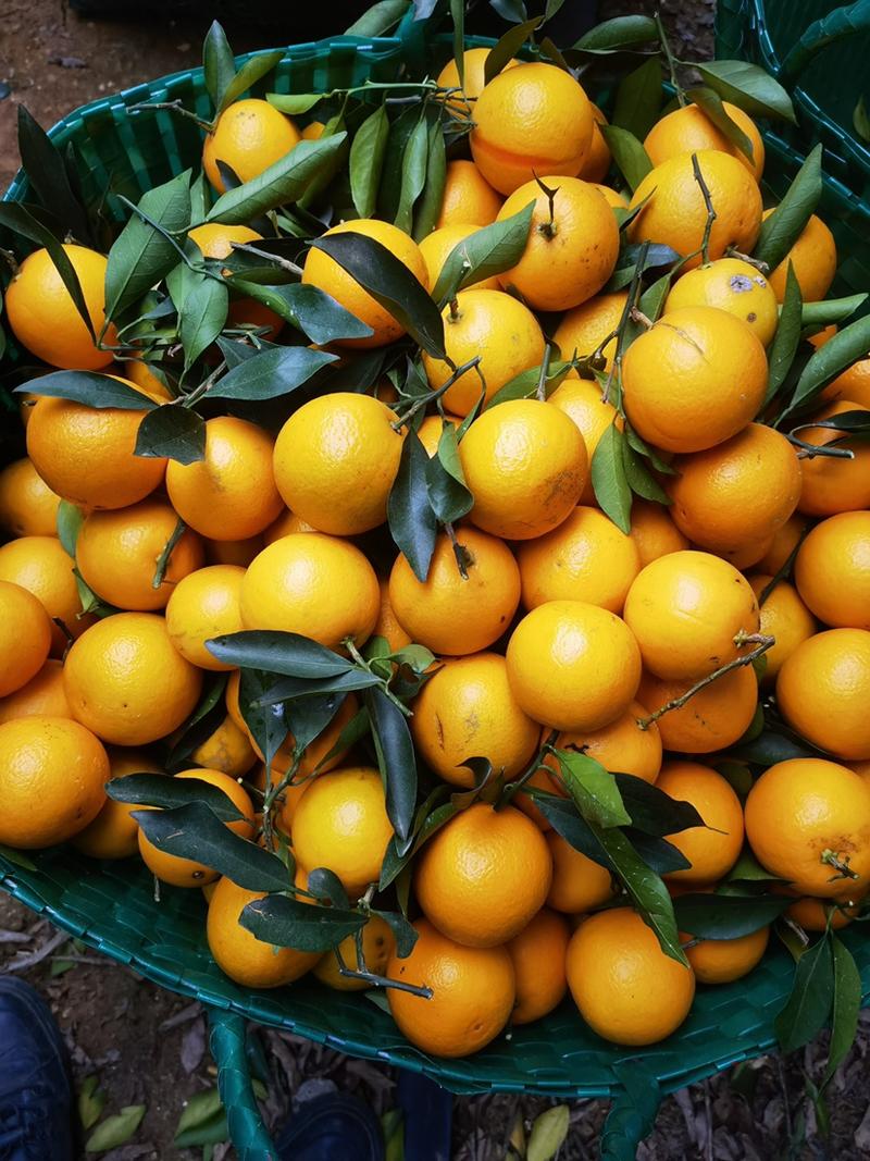 广西红江橙大量上市产地直供一手货源欢迎联系