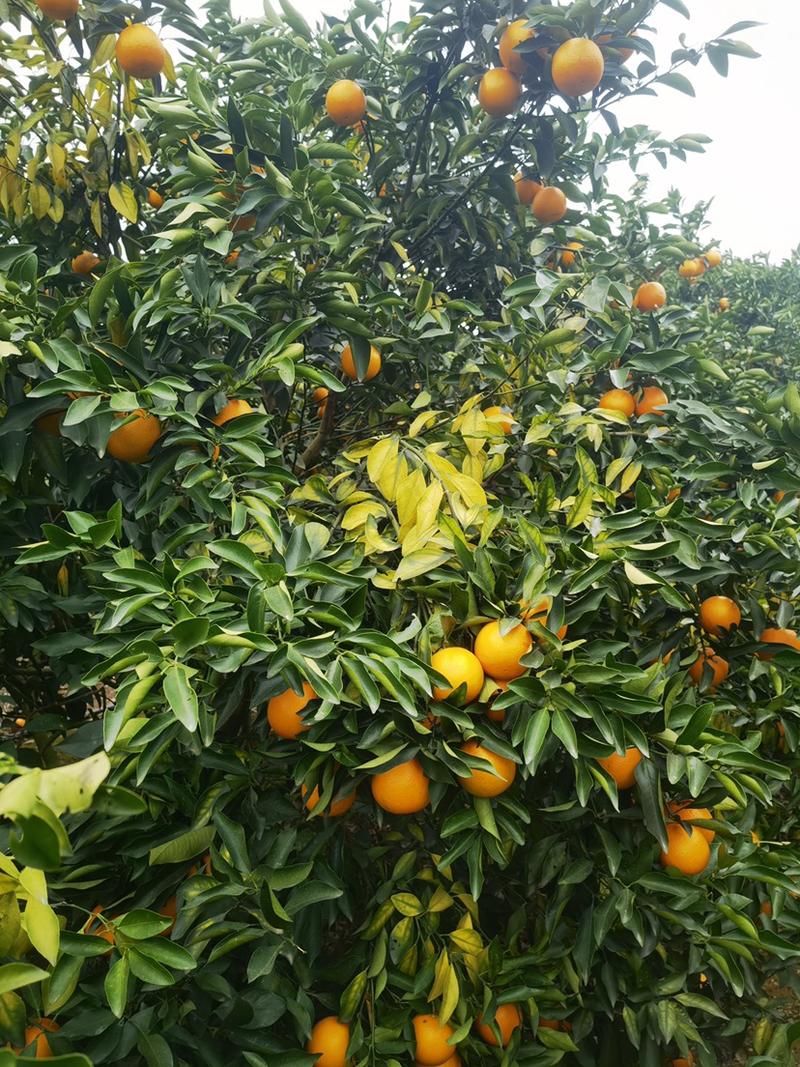 广西红江橙大量上市产地直供一手货源欢迎联系