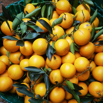 广西红江橙大量上市产地直供一手货源欢迎
