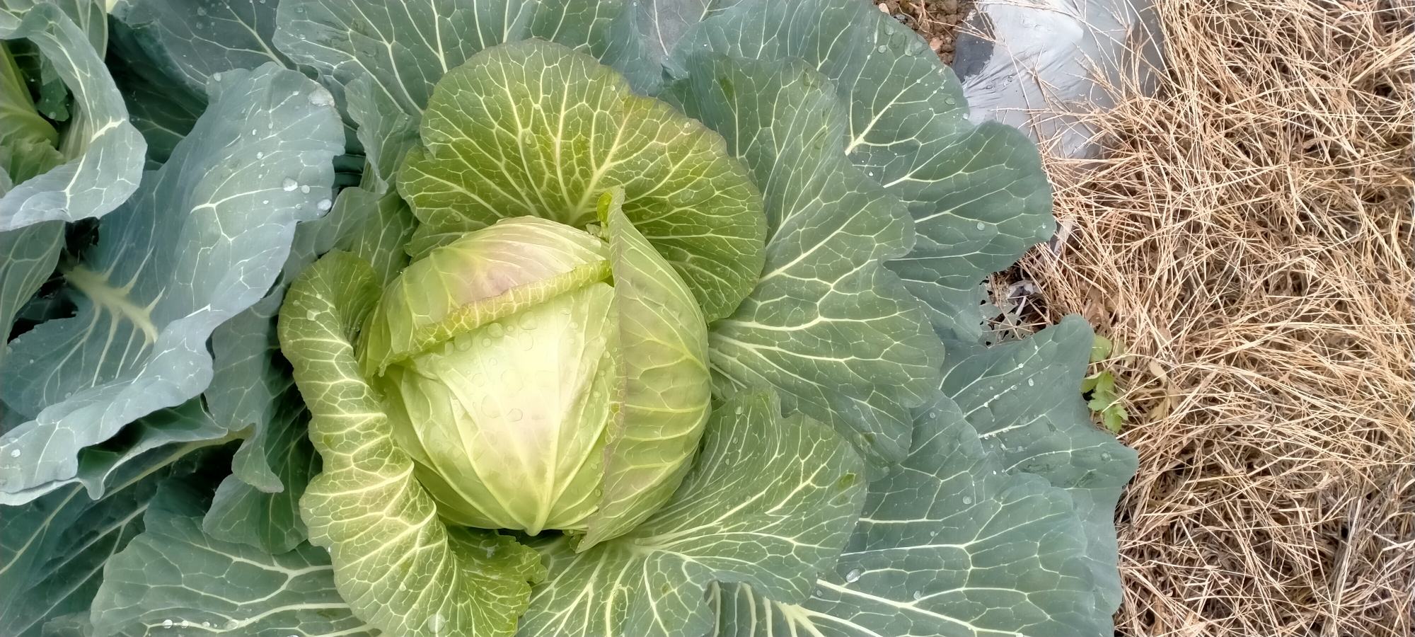 左侧为羽衣甘蓝,叶片松散呈羽状;右侧为包菜,叶片紧实成球状 羽衣甘蓝与包菜对比图