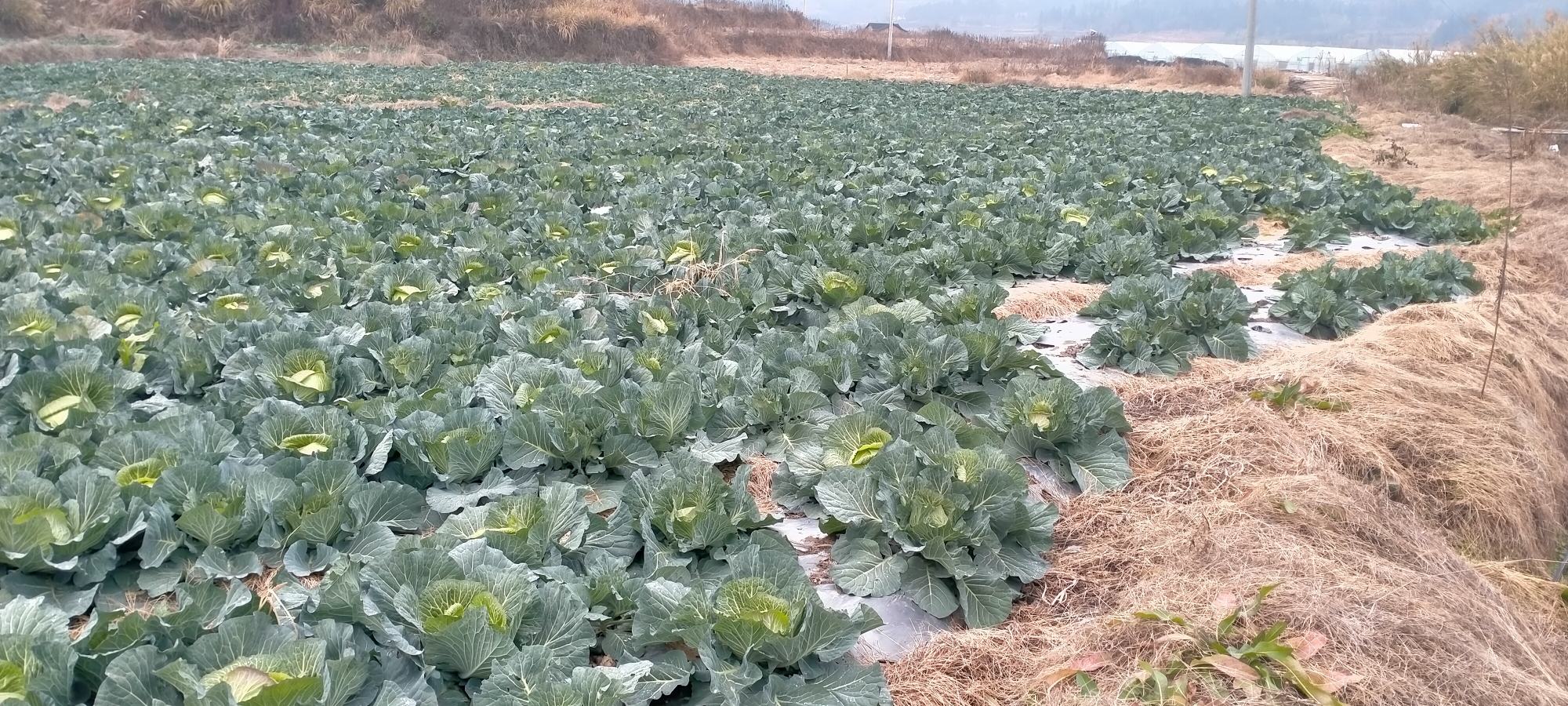 甘蓝型油菜在田地中成熟期的植株,叶片宽大,茎秆粗壮 甘蓝型油菜田间生长图