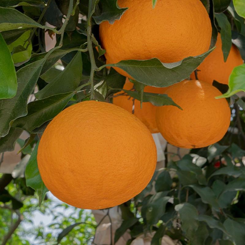 【精品】四川青见柑橘，大量上市，水份充足！产地直供！