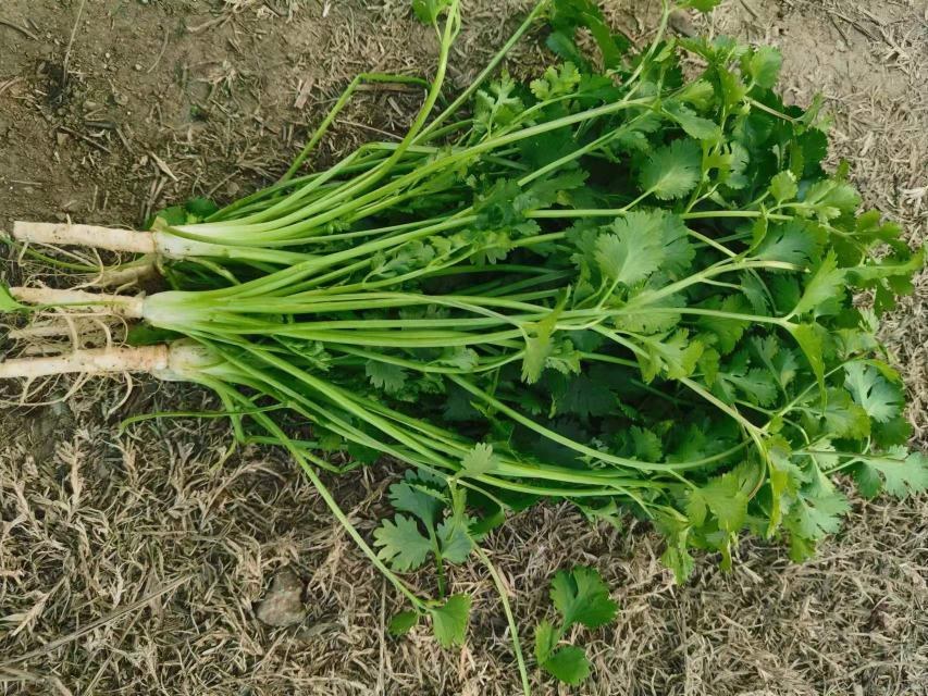 马尔济斯犬在草地上嗅闻香菜