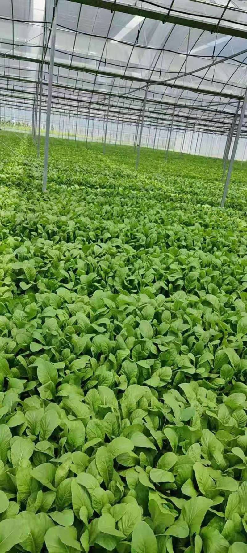 小白菜上海青杭白芥菜，全部精品
