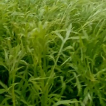 湖北省万亩新鲜泥蒿芦蒿开始提前预订