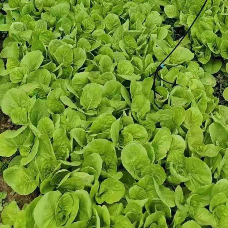 小白菜上海青杭白芥菜，全部精品