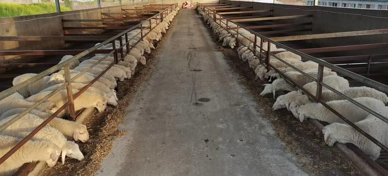 澳洲白羊自家养殖基地品质保证诚信经营欢迎联系视频看货