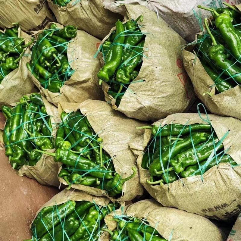 大棚301辣椒线椒螺丝椒代收发货，种蔬菜都有大量有货。