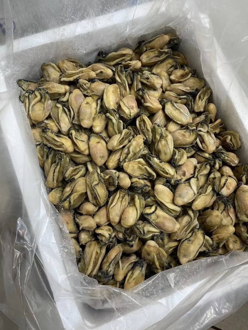 台山大金蚝鲜活生晒蚝干牡蛎干货生蚝蚝鼓肥大饱满送礼佳品