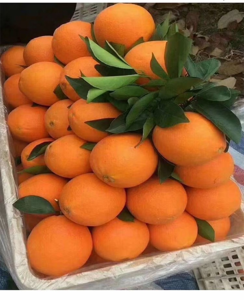 口感纯甜多汁皮毛光滑细腻个头大果型独特