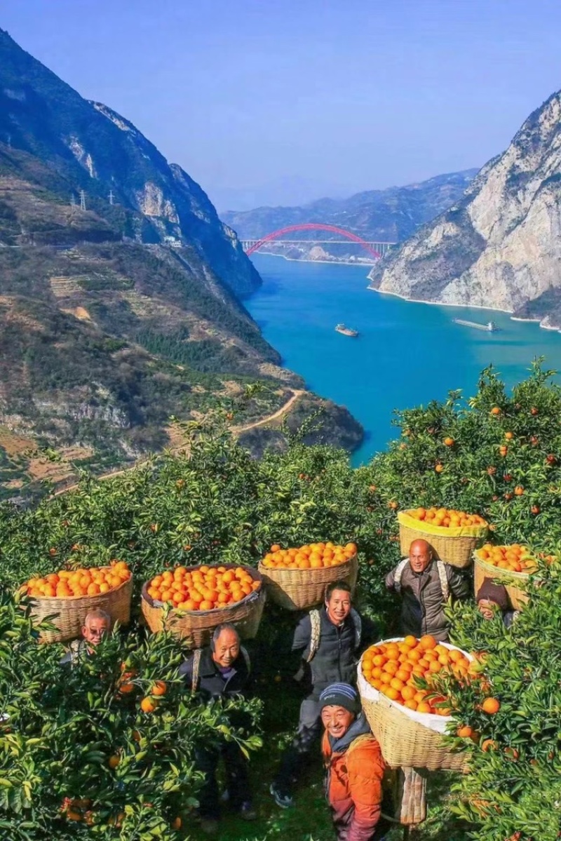 口感纯甜多汁皮毛光滑细腻个头大果型独特