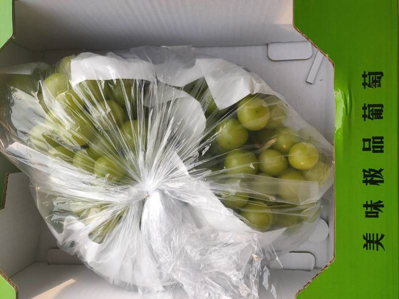 【好货不贵】阳光玫瑰电商货通货和精品货！筐装冷棚鲜货