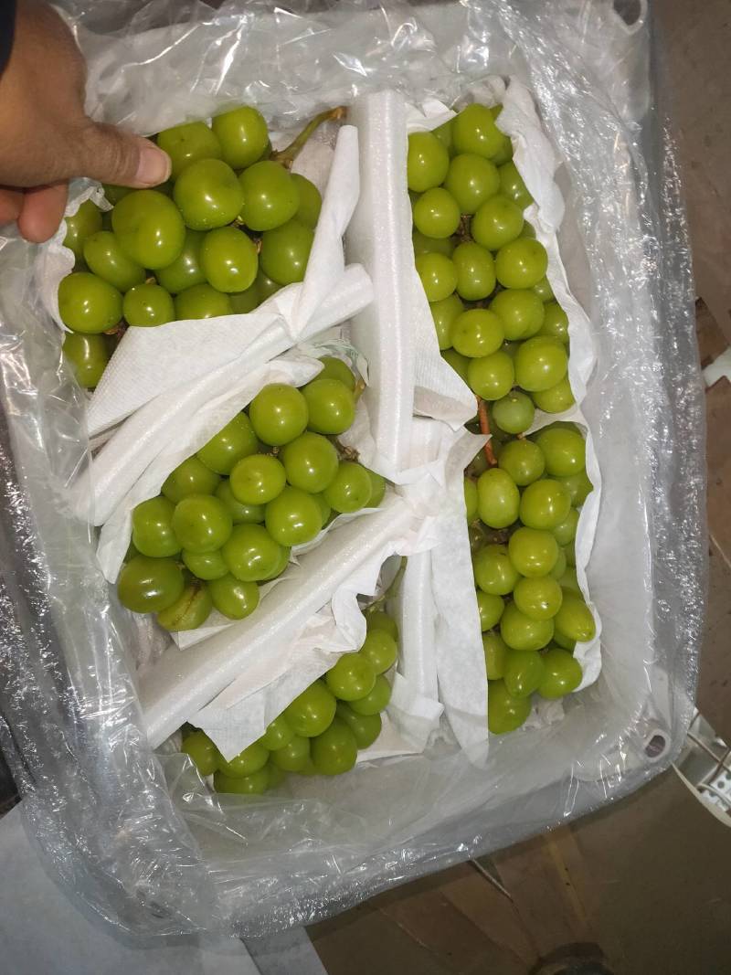 【好货不贵】阳光玫瑰电商货通货和精品货！筐装冷棚鲜货