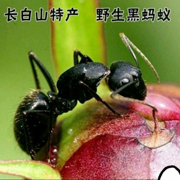 长白山黑蚂蚁中药材泡酒煲汤养生营养丰富（干货包邮）