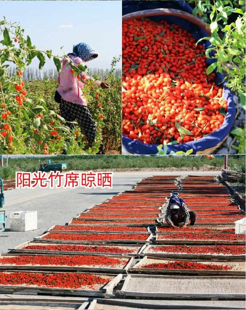 新疆精河枸杞特级150粒大果皮薄肉厚籽少口感甘甜醇厚