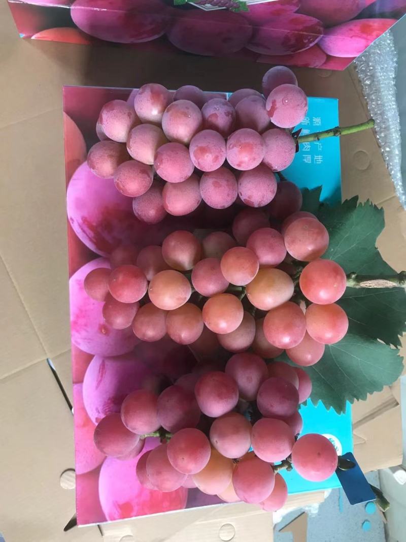 妮娜皇后葡萄苗，专业育苗基地品种纯正质壮苗纯质优价廉