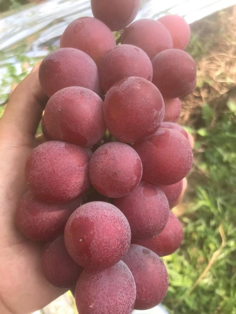 妮娜皇后葡萄苗，专业育苗基地品种纯正质壮苗纯质优价廉